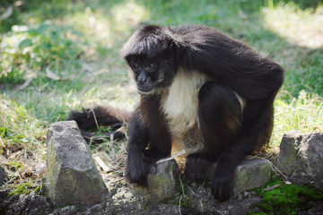 sitting black monkey