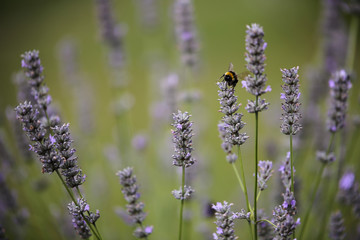 An endangered wild bee on a stalk of lavender gathering pollen