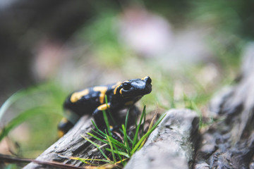 Fire Salamander 