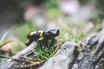 Fire Salamander 