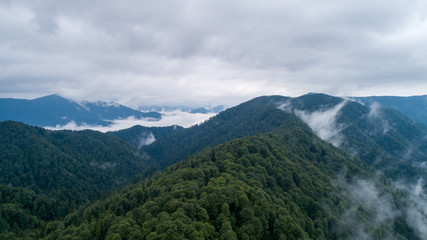 Low clouds in forest after the rain