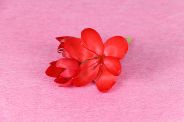 Obraz na płótnie Canvas Red flower on pink background for valentine's day