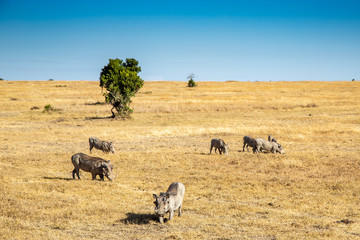 A Herd of Warthogs Grazing in a Grassy Field, Ol Pejeta Conservancy, Kenya, Africa