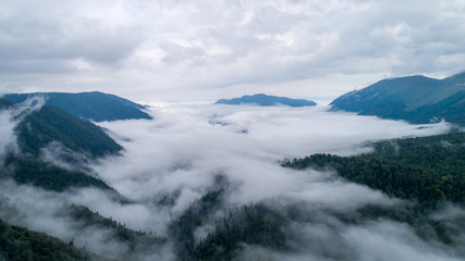 Low clouds in forest after the rain