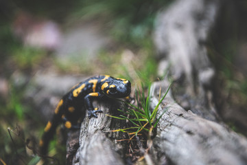 Fire Salamander 