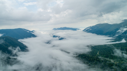 Low clouds in forest after the rain