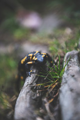 Fire Salamander 