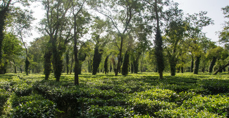 Typical tea plantation in Assam near Kaziranga National Park