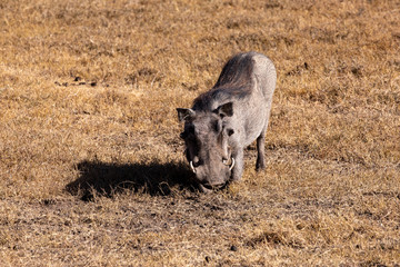 Fototapeta premium A Watchful Warthog on the Savanna, Ol Pejeta Conservancy, Kenya, Africa