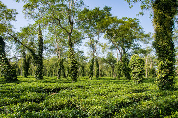 Fototapeta na wymiar Typical tea plantation in Assam near Kaziranga National Park