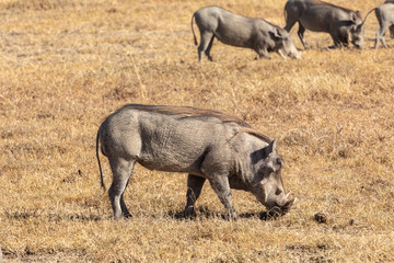 Warthogs Grazing on the Grasses, Ol Pejeta Conservancy, Kenya, Africa