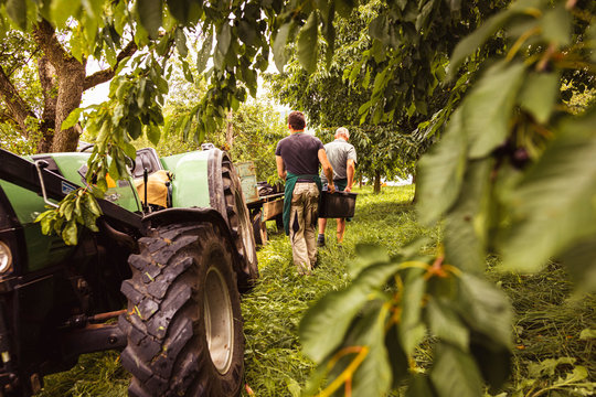 Two men carrying a box with cherries during harvest in orchard