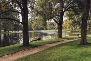 Empty park in autumn with a green and yellow trees, pond, green grass, some swans, ducks and a dog on a cloudy sunny fall day