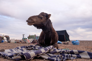 Dromedary layed on ground looking at camera with carring bags in the foreground