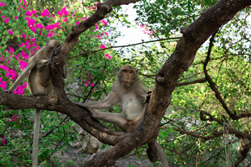 Fototapeta na wymiar Wild Macaque on a tree in Prachuap Kiri Khan