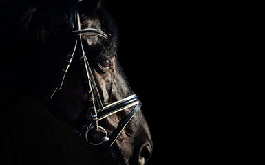 portrait of Beautiful black stallion at black background. close  up