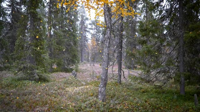 Finnish Lapland autumn concet. Autumn forest with falling orange autumn leaves and snow. Slow motion shot