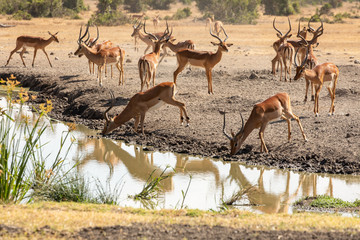 Gazelles & Impala Reflected in the Watering Hole, Sweetwaters Tented Camp, Kenya, Africa