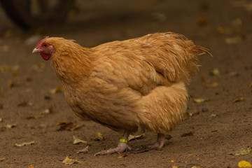Color hen with long feathers on small legs