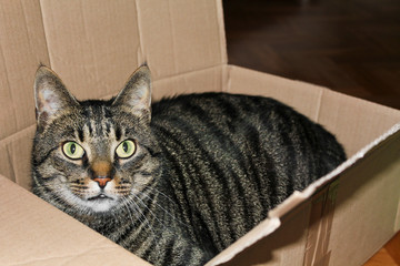 A cat in a box or packet. Cats love packaging.