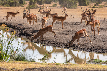 Herd of Impala Reflected in a Watering Hole, Kenya, Africa