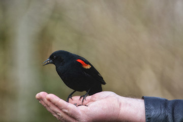 Male Red-Winged Blackbird perched on a hand