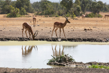 Two Gazelles Reflected in the Watering Hole, Ol Pejeta Conservancy, Kenya, Africa