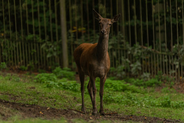 Deer and doe on green meadow in wet autumn day