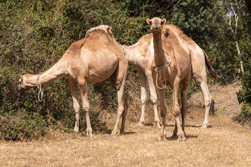 Camels Grazing on Vegetation in Sweetwaters Tented Camp, Kenya Africa