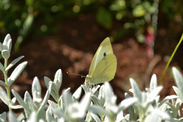 Cabbage White Butterfly on white leaves