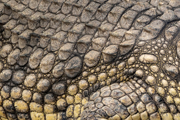 alligator relaxing on riverside