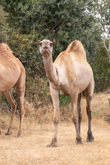 Camel at a Safari Camp in Africa 