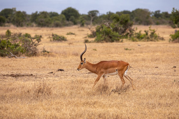 Naklejka na ściany i meble Impala Running Across the Savanna, Kenya Africa