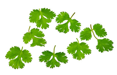 Fresh coriander isolated on a white background.