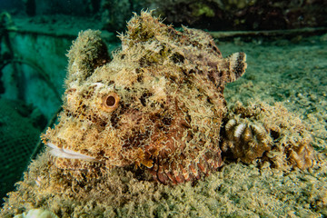 Fish swim in the Red Sea, colorful fish, Eilat Israel