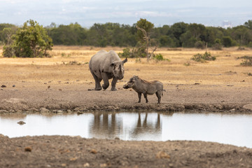 Fototapeta premium A Rhino and a Warthog Meet at the Watering Hole, Kenya, Africa