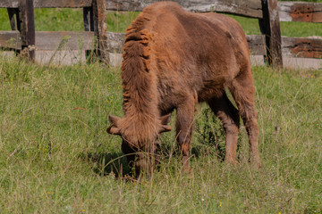 a young bison grazing in a green meadow