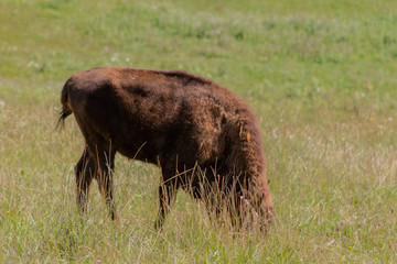 a young bison grazing in a green meadow