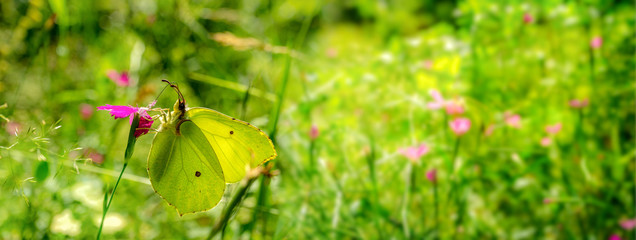 Summer natural landscape with buterfly and flowers. Butterfly in grass on a meadow. Beautiful spring blue flower on green background. Flowering summer nature background