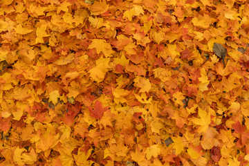 Naklejka na ściany i meble Beautiful autumn maple leaves background.