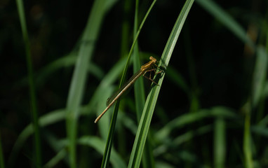 dragonfly on green leaf