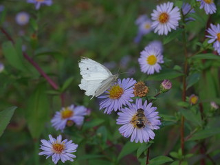 Butterfly and bee on flower