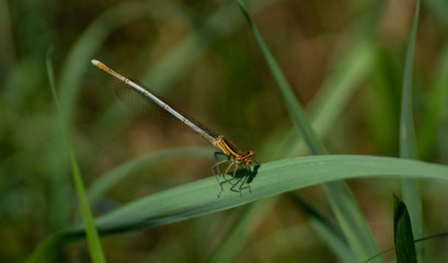 dragonfly on leaf