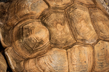large tortoise shell pattern background and texture