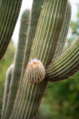 Column cactus with fresh shoot