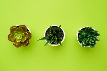 Fototapeta na wymiar Small succulent plants on a green background, minimal simple composition