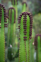 The Canary Island spurge is endemic to the Canary Islands and a characteristic element of the succulent bush zone of the Canaries