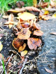 mushrooms in autumn forest with yellow leaves