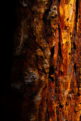 Sequoia
