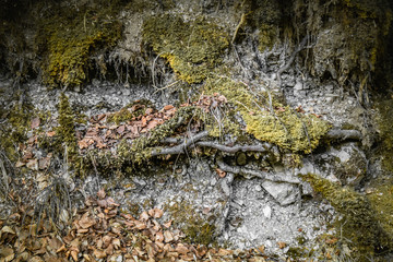 burnt trees in a beautiful forest, consequences of natural catastrophe